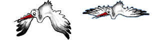 autruche