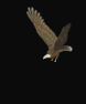 chauve souris